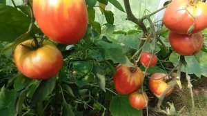 ТОМАТ РОЗОВЫЙ МЕД, КАКИМ ВЫРОС У МЕНЯ В ТЕПЛИЦЕ