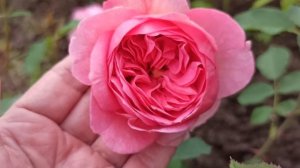 Розы Остина. Boscobel (шраб).