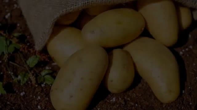 Картофель Семенной Королева Анна Отзывы