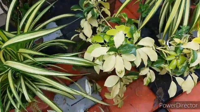 Pandanus plant care malayalam| pandanus plant propagation|Everything you need by shabana смотреть онлайн