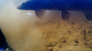 Туломское водохранилище. Щука на спининг