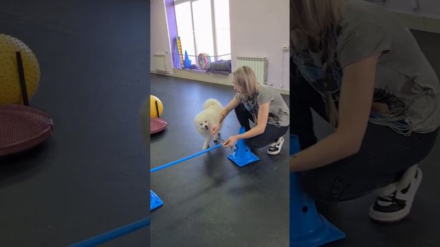 питомник Цунени Катцу Японский шпиц #шпиц #смешноевидео #щенкинапродажу #приколы #животные #собака