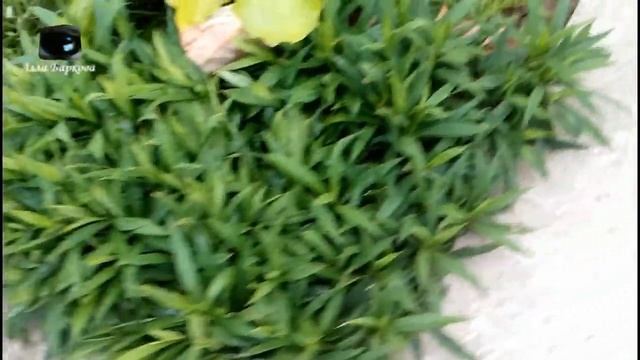 КРАСИВЫЕ Многолетние ЦВЕТЫ. РЕЛАКС во дворе. смотреть онлайн