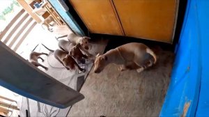 Щенки питбуля давят Кияру ! Как я спасал Кияру. В ожидании ПОДКЛЮЧЕНИЯ СКОРОСТНОГО ИНТЕРНЕТА....