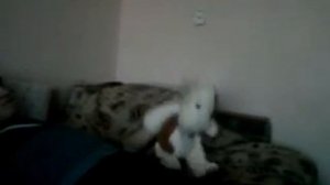 пьяная корова