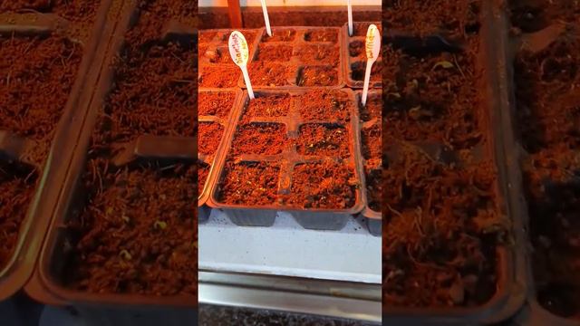 Dianthus seeds Sweet william seeds germination success results in 5 days 🙋♀️💯