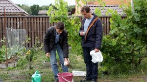 Делаем супер  калийное удобрение из одуванчиков