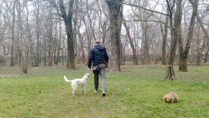 Дрессировка собак Как дрессировать собаку Трюки с собакой Команды для собаки Воспитание собаки