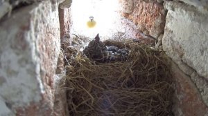 Kukačka obecná (Cuculus canorus) Common cuckoo, Kuckuck, Обыкновенная кукушка, Kukułka zwyczajna