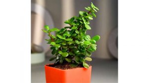 6 Best Indoor Plants Available Online