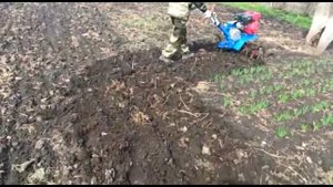 Маленький да Удаленький. Культивация почвы мотоблоком Нева.