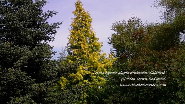 Metasequoia glyptostroboides 'Goldrush' (Golden Dawn Redwood) смотреть онлайн
