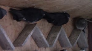 Мои голуби 2021 г.Курахово