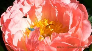 Пион травянистый Корал Бич (paeonia koral-bich) ? обзор: как сажать, луковицы пиона Корал Бич