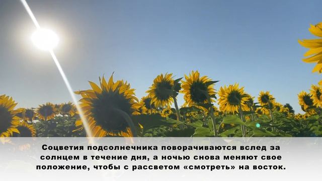 Почему подсолнух поворачивается за солнцем?