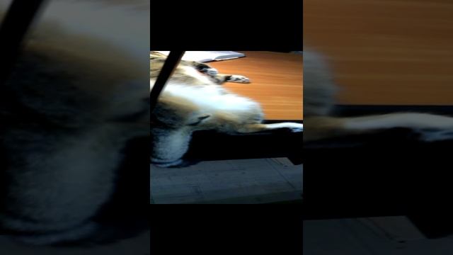 Изя - эпизод с яйцами