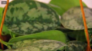 Посадка большого количества эпипремнума в один горшок