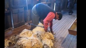 Стрижка овец в Патагонии Esquila en Patagonia