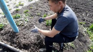 Как выращивать клубнику правильно грядка почва