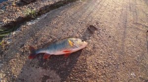 Выловил мутанта из реки Припять возле ЧАЭС. Что будет если жить в Чернобыле?