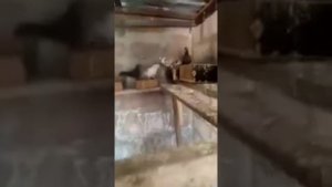 Поющие голуби Картикам