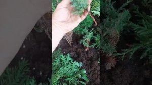рсзмножение туи результат укоренения  колоновидной и можевельника