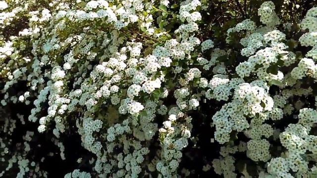 Spirea & songbirds