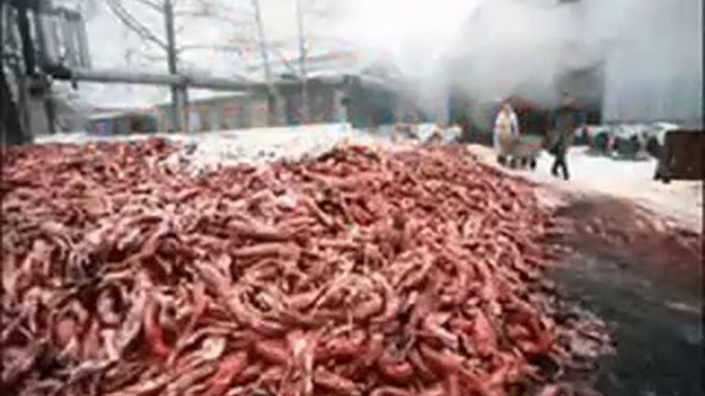 Они ведь нас так любят... а мы ... смотреть онлайн