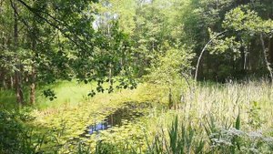 Гродно-Беларусь | Экскурсия на мотодрезине по узкоколейке в Озерском заказнике