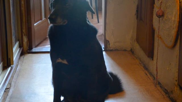 Москва.Собаки в добрые руки. смотреть онлайн