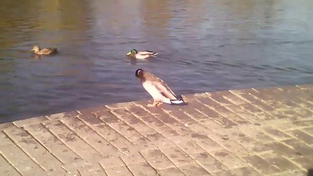 Чистоплотная утка смотреть онлайн