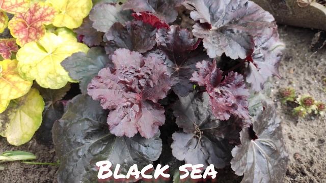 Осенний окрас листьев гейхера сорт Black sea смотреть онлайн