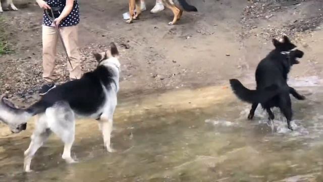 Занятие с собаками. ОКД смотреть онлайн