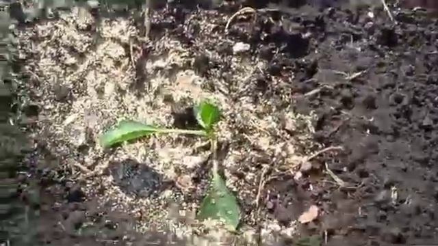 Слизни. Как избавиться навсегда от вредителя? смотреть онлайн