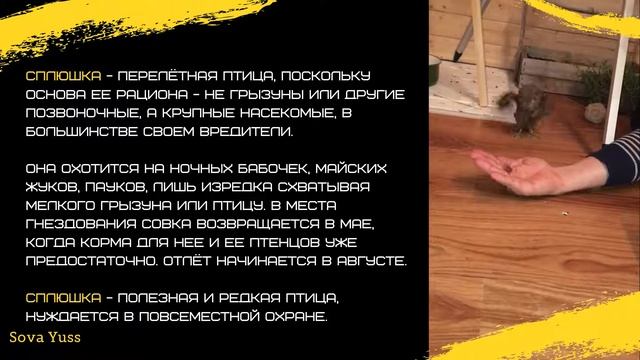 Сплюшка   перелётная  насекомоядная птица