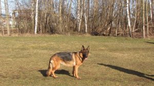 Элементы послушания, движение рядом, посадка, укладка с подзывом.