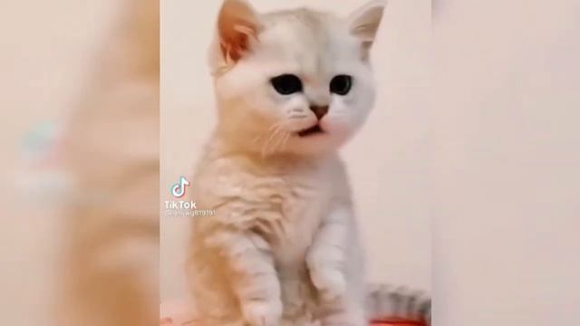 милые котятами | видео с котятами ??