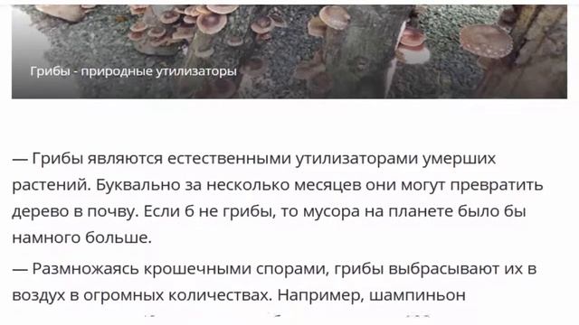 Интересные факты о грибах смотреть онлайн