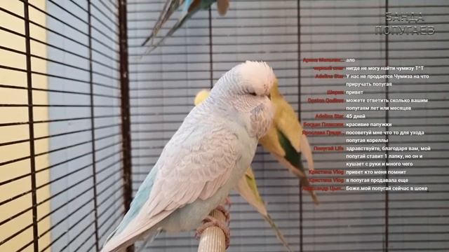 Пение птиц || On Line общение о птицах в чате