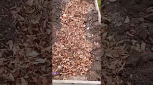 готовим грядки под арбузы