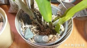 КАТТЛЕИ новые_ пересаживать ли сразу?