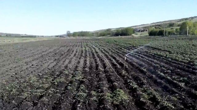 Полив картофеля(3)