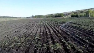 Полив картофеля(3)