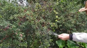 Опрыскиватель аккумуляторный ЖУК.