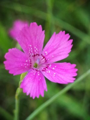 125. Гвоздика травянка - Dianthus deltoides