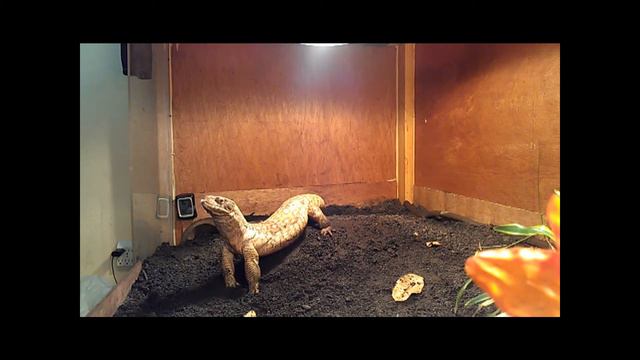 Tong Feeding plus Free Savannah Monitor E-book смотреть онлайн