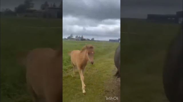 Крохотные Лошадки Голоса и звуки животных Животные вокруг нас Животные в природе