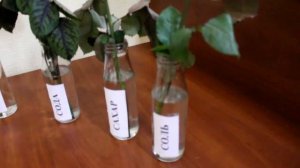 В какой воде цветы простоят дольше