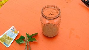 Укоренение черенков с корицей. Укоренение в воде.!. Vlog.