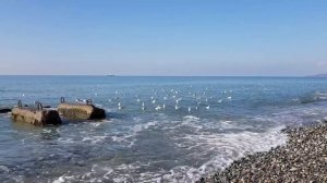 Релакс погода. Шум моря. Осень. Чайки. Море. Природа Сочи.